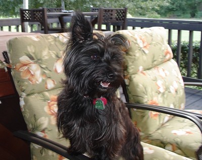 Small black dog on patio chair.