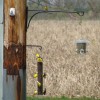 Wildlife: Goldfinches