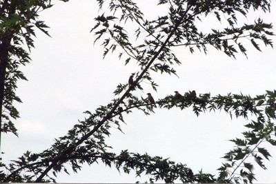 many birds in a tree