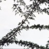 many birds in a tree