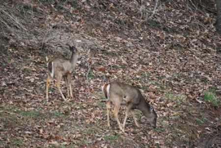 Deer in Virginia.