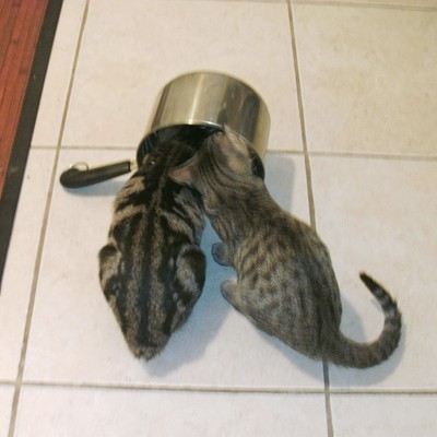 Kittens with heads in a pot.