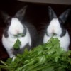 Rascal and Smokey (Dutch Rabbits)