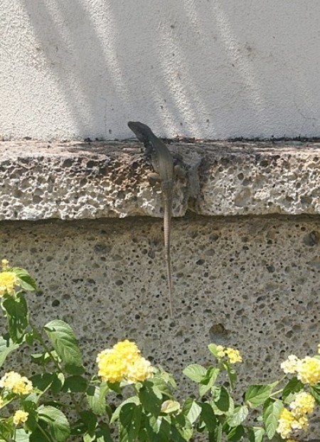 Lizard on concrete wall.