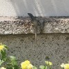 Lizard on concrete wall.