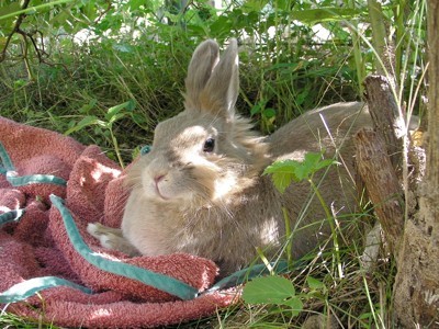 A lionhead rabbit sitting outside in the shade.