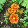 Three full Gazania blooms and several budding flowers in garden