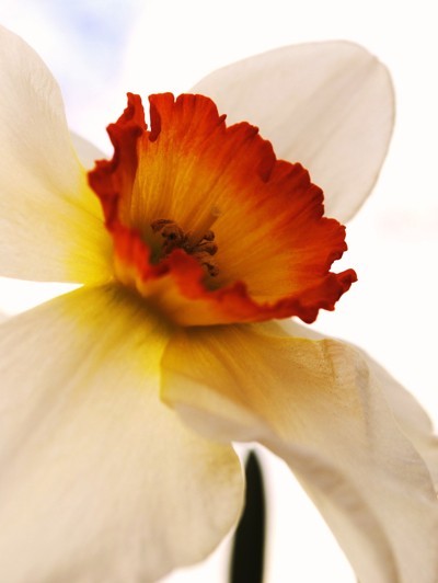 A beautiful white daffodil with a brilliant center.