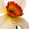A beautiful white daffodil with a brilliant center.