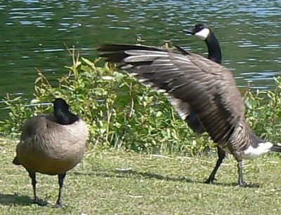 Wildlife: Canada Geese - goose displaying