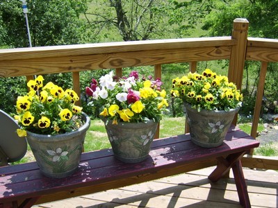 Pansies in pots on deck.
