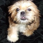 Pom Shih Tzu Mix