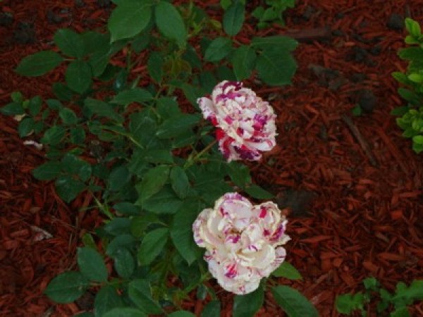 Pink and white roses blooming next to a wall.
