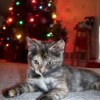 Kitten and Christmas tree.
