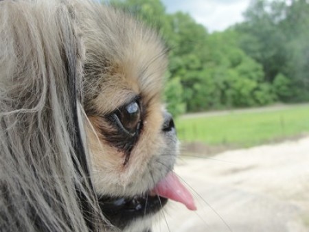 Sam (Pekingese)