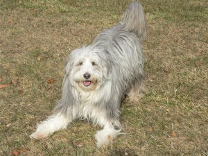 gray and white Bearded Collie