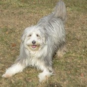gray and white Bearded Collie