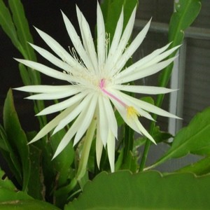 white cereus flower