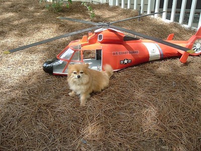 Pomeranian in front of a small helicopter.