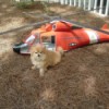 Pomeranian in front of a small helicopter.