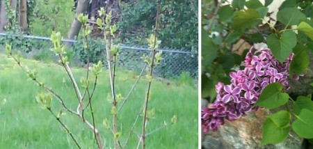 Garden: Lilacs