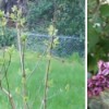 Garden: Lilacs
