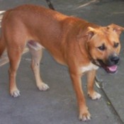 Large brown dog with black muzzle.