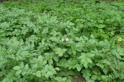 potatoes and beans