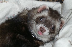 Moo Moo (Sable Ferret)