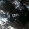 Closeup of black cat.