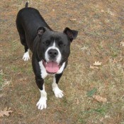 Black and white mix breed dog.