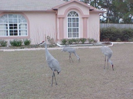 Three sandhill cranes in front of a pink house.