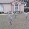 Three sandhill cranes in front of a pink house.