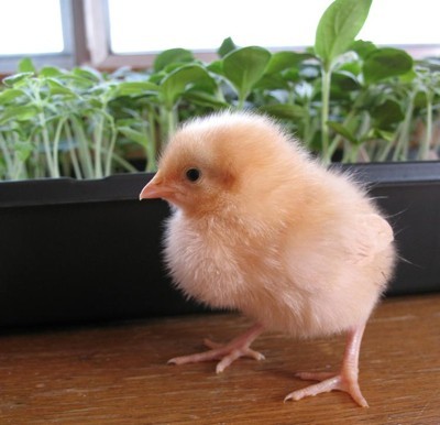 Baby chick.