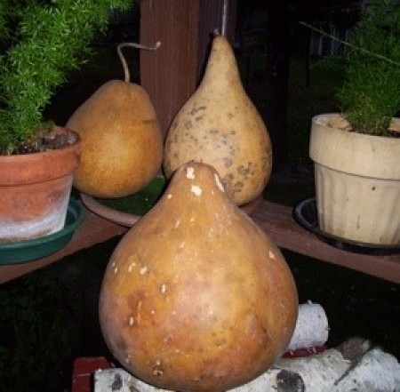 several gourds