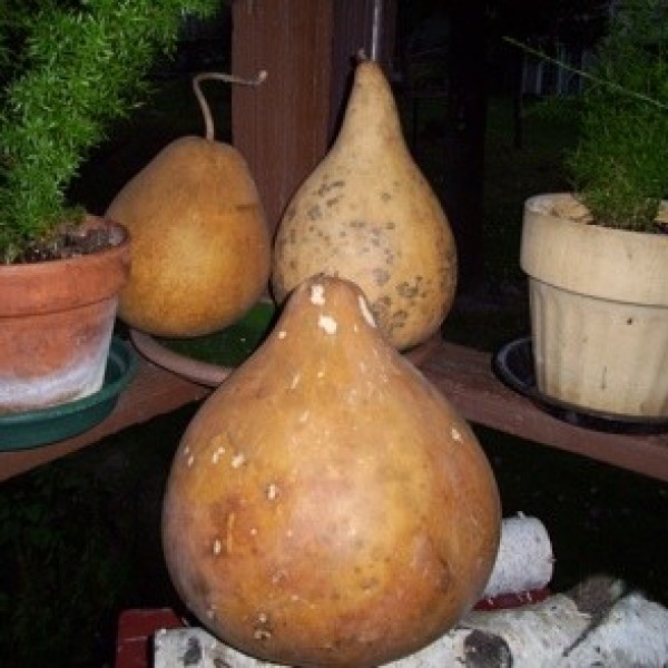 Drying and Painting Gourds ThriftyFun