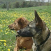 Rottie mix and Malinois in a field of yellow flowers.