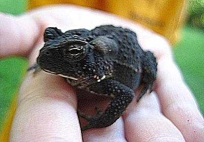child's hand holding a dark colored toad