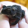 child's hand holding a dark colored toad