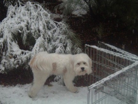 White dog in the snow.
