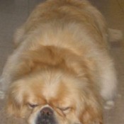 Fluffy (Pekingese)