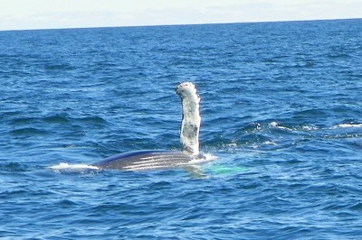 whale surfacing the ocean