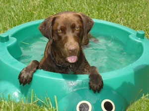 Lab in wadding pool