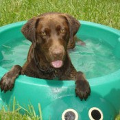Lab in wadding pool