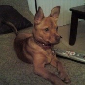 medium dog
