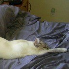 Cat stretched out on bed.
