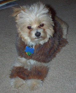 Cream colored dog in fur cape and cuffs.