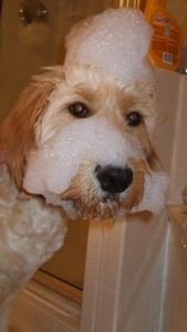 Closeup of dog with soap suds on his face.