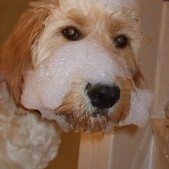 Closeup of dog with soap suds on his face.