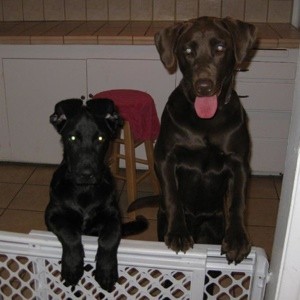 Kisser And Hugger (Chocolate Lab And Black Lab Mix)